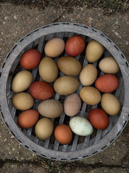 Olive Hatching Eggs