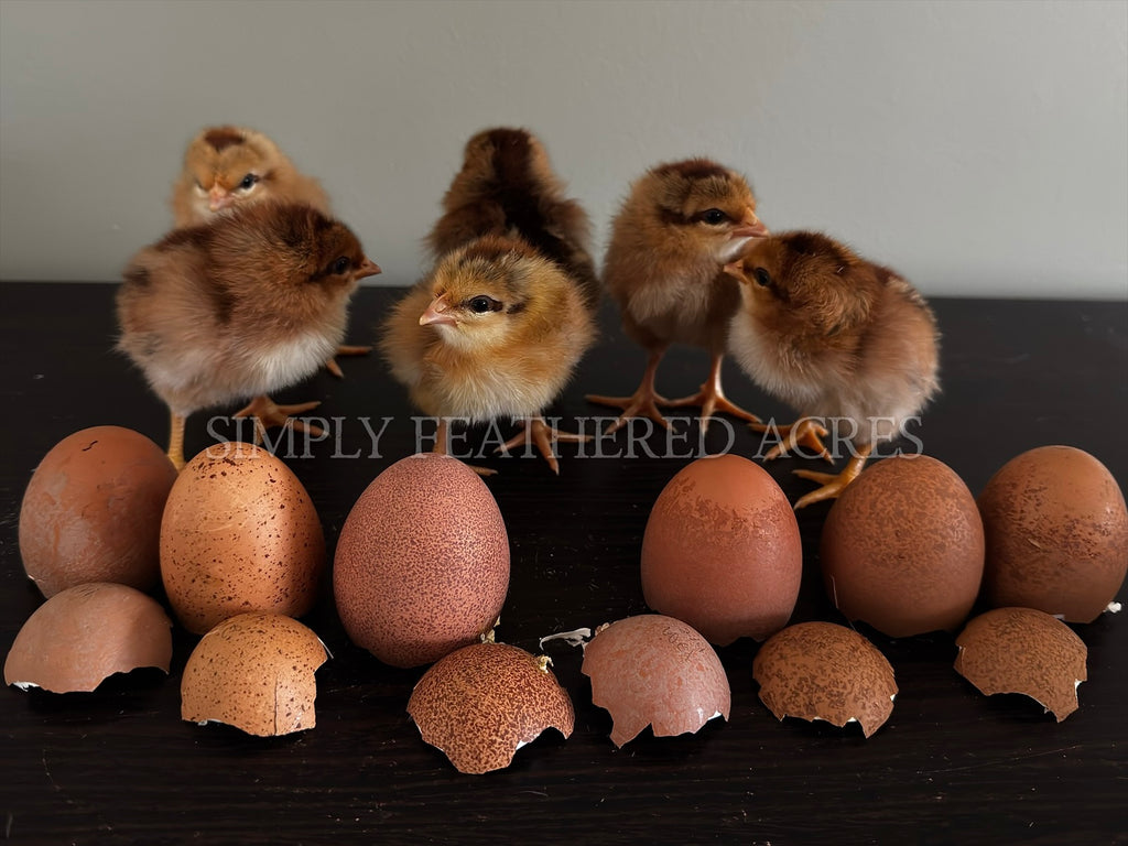 Welsummer Chicks