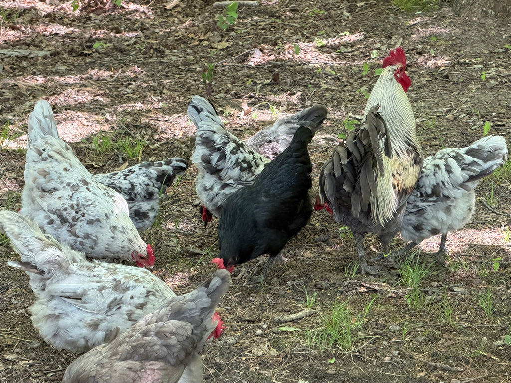 Silverudd’s Blue Hatching Eggs