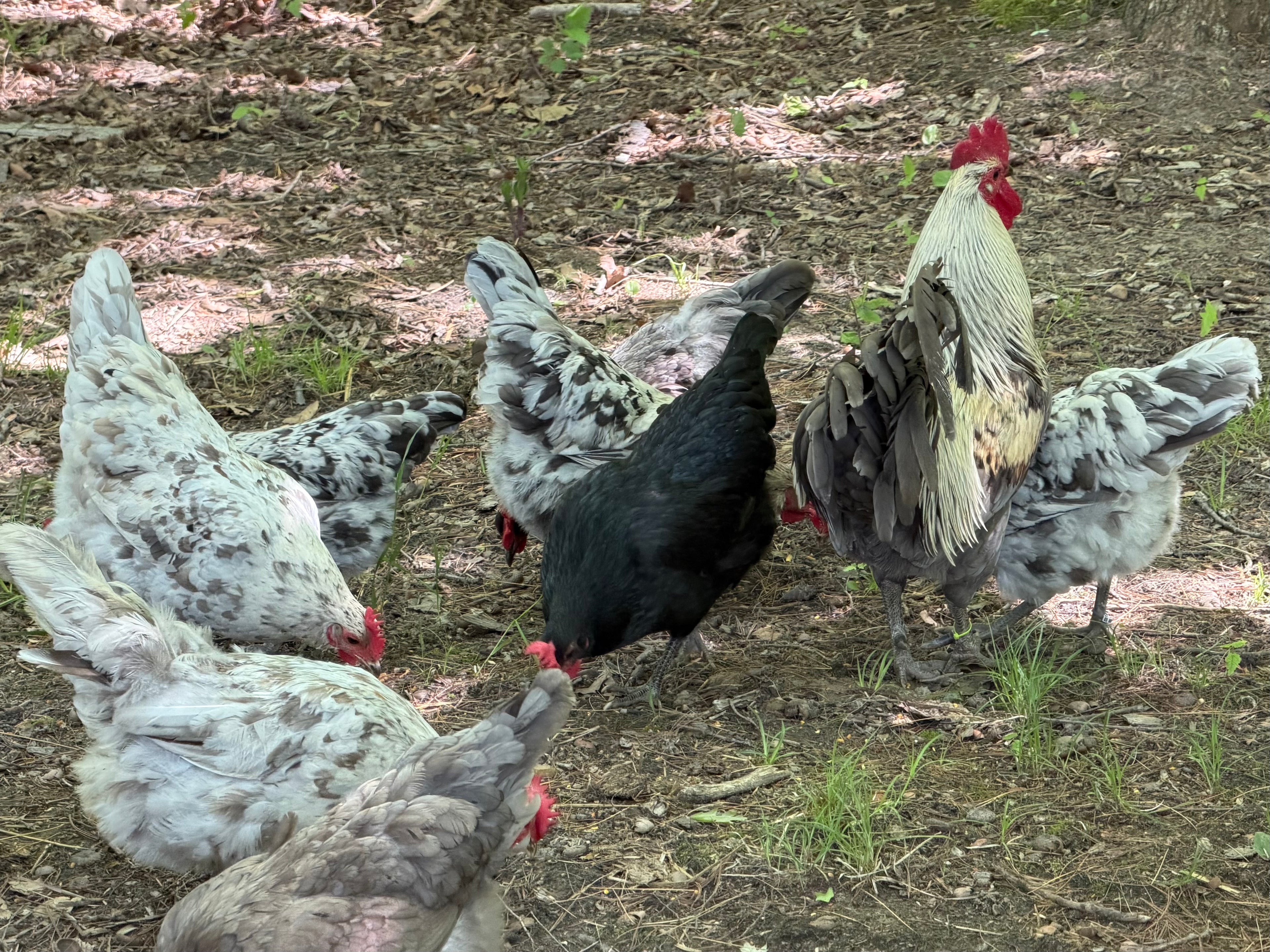 Silverudd’s Blue Hatching Eggs