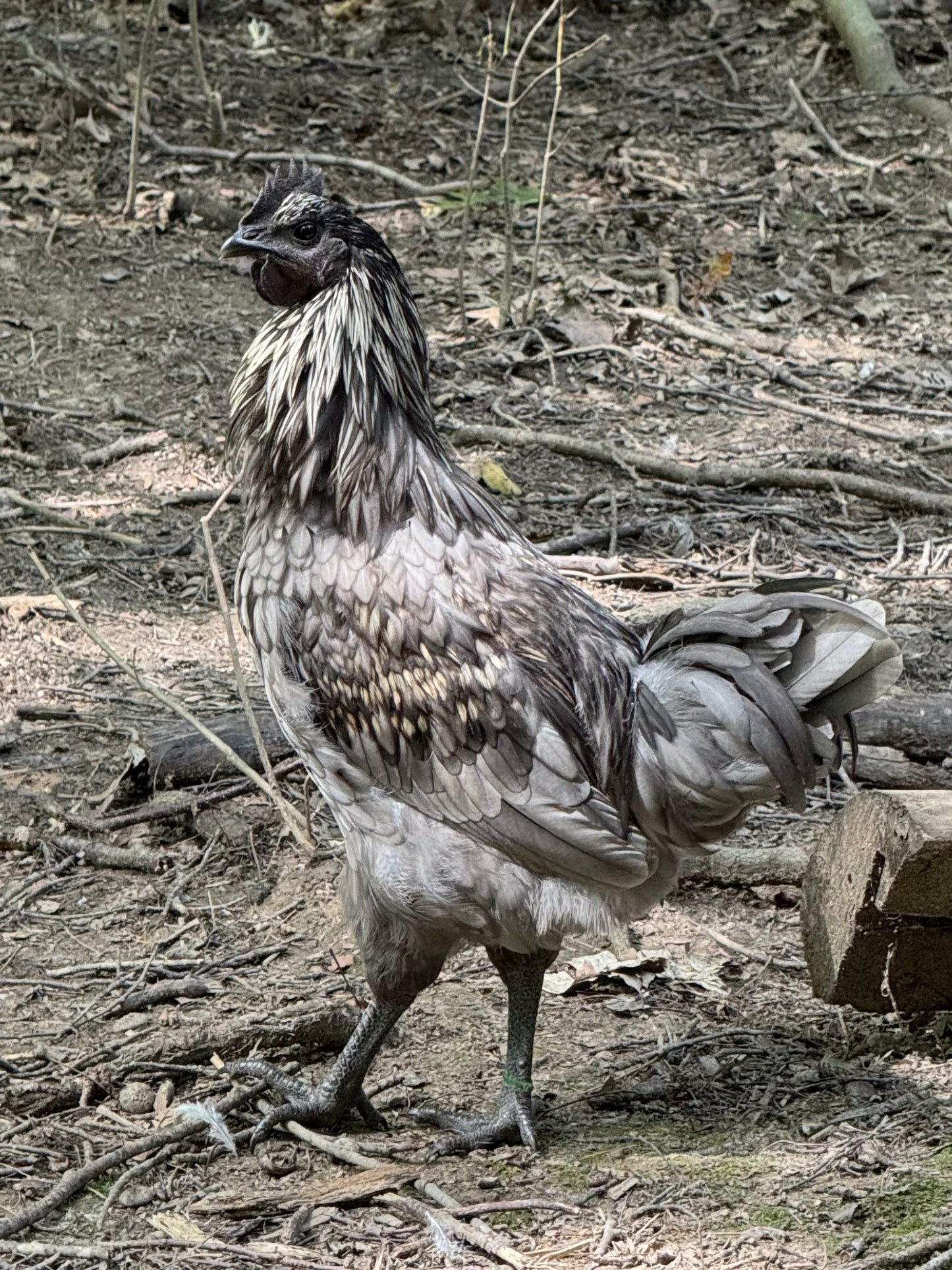 Fibro Egger Hatching Eggs