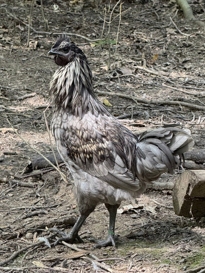 Fibro Egger Hatching Eggs