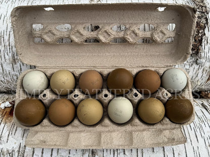 Olive Hatching Eggs