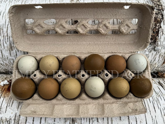 Olive Egger Hatching Eggs
