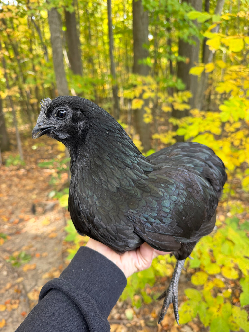 Ayam Cemani Pullet