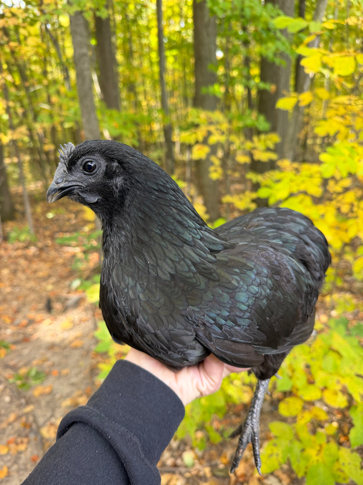 Ayam Cemani Pullet