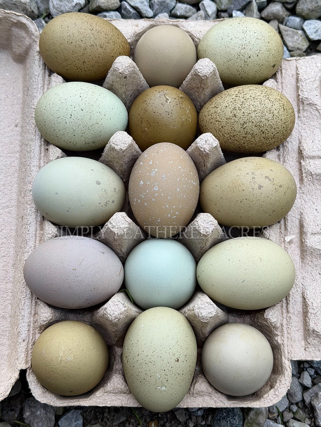 Olive Hatching Eggs