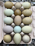 Olive Hatching Eggs
