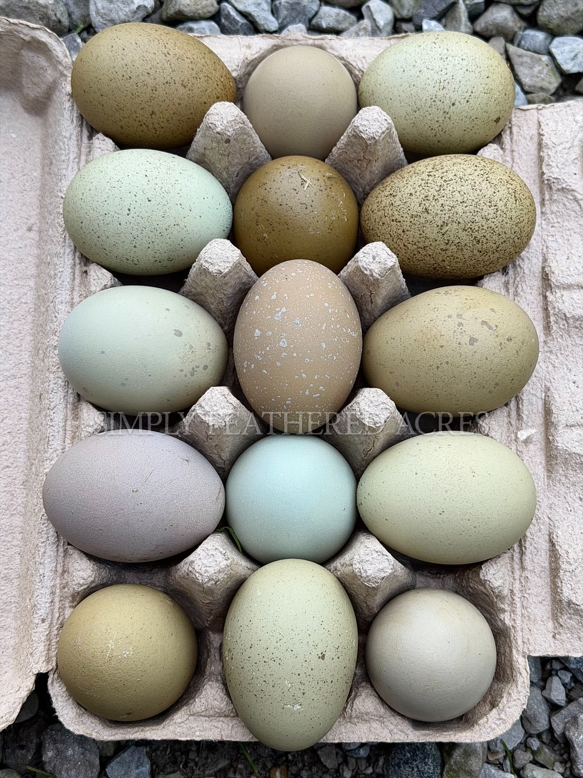 Olive Hatching Eggs
