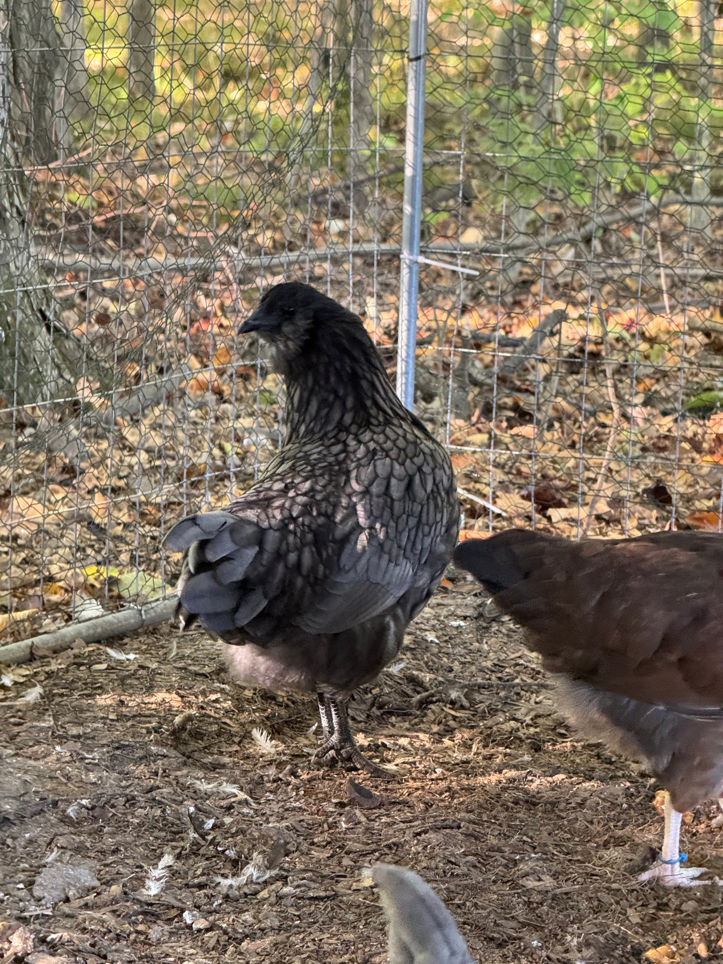Fibro Egger Hatching Eggs