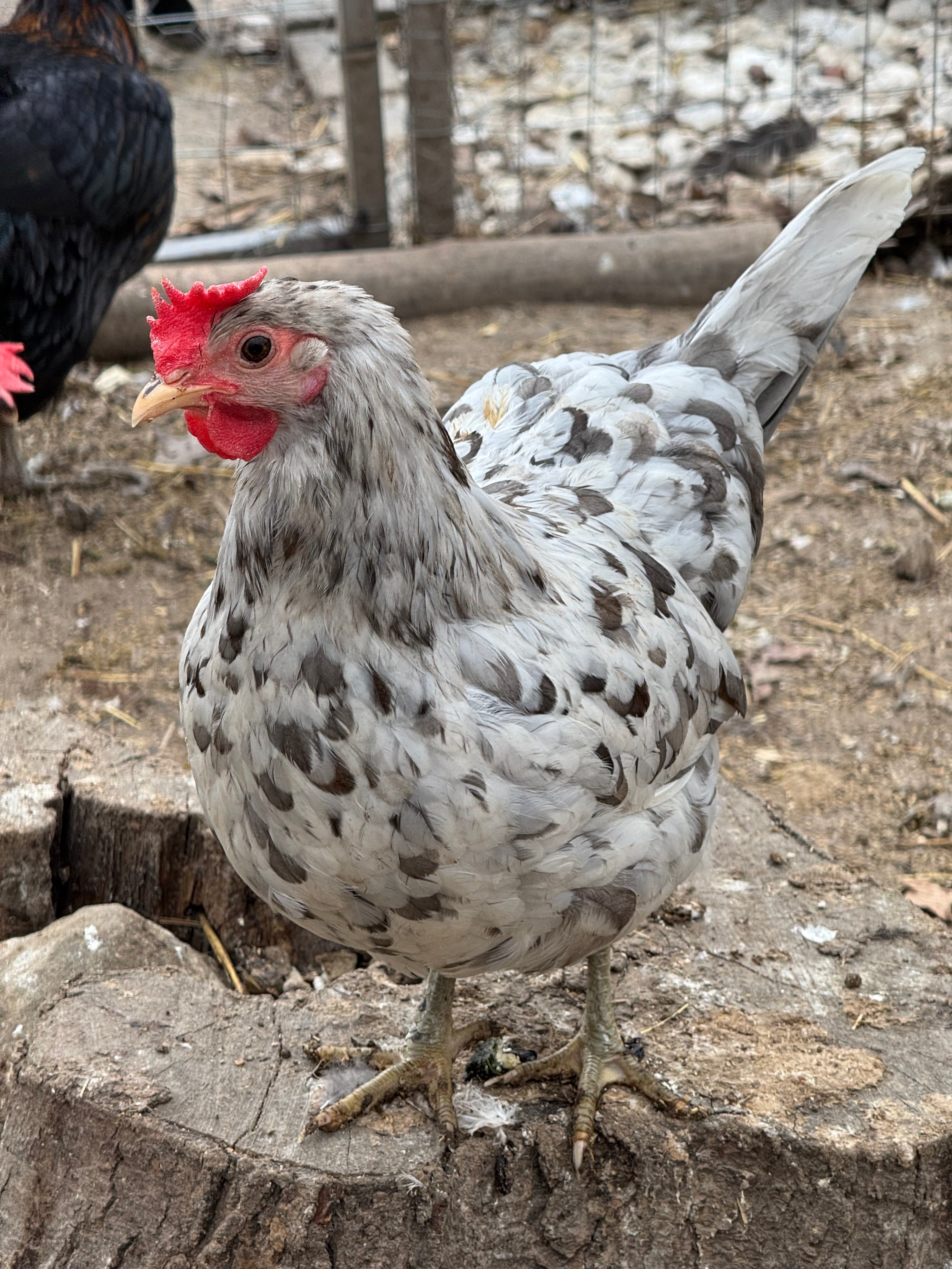 Silverudd’s Blue Hatching Eggs