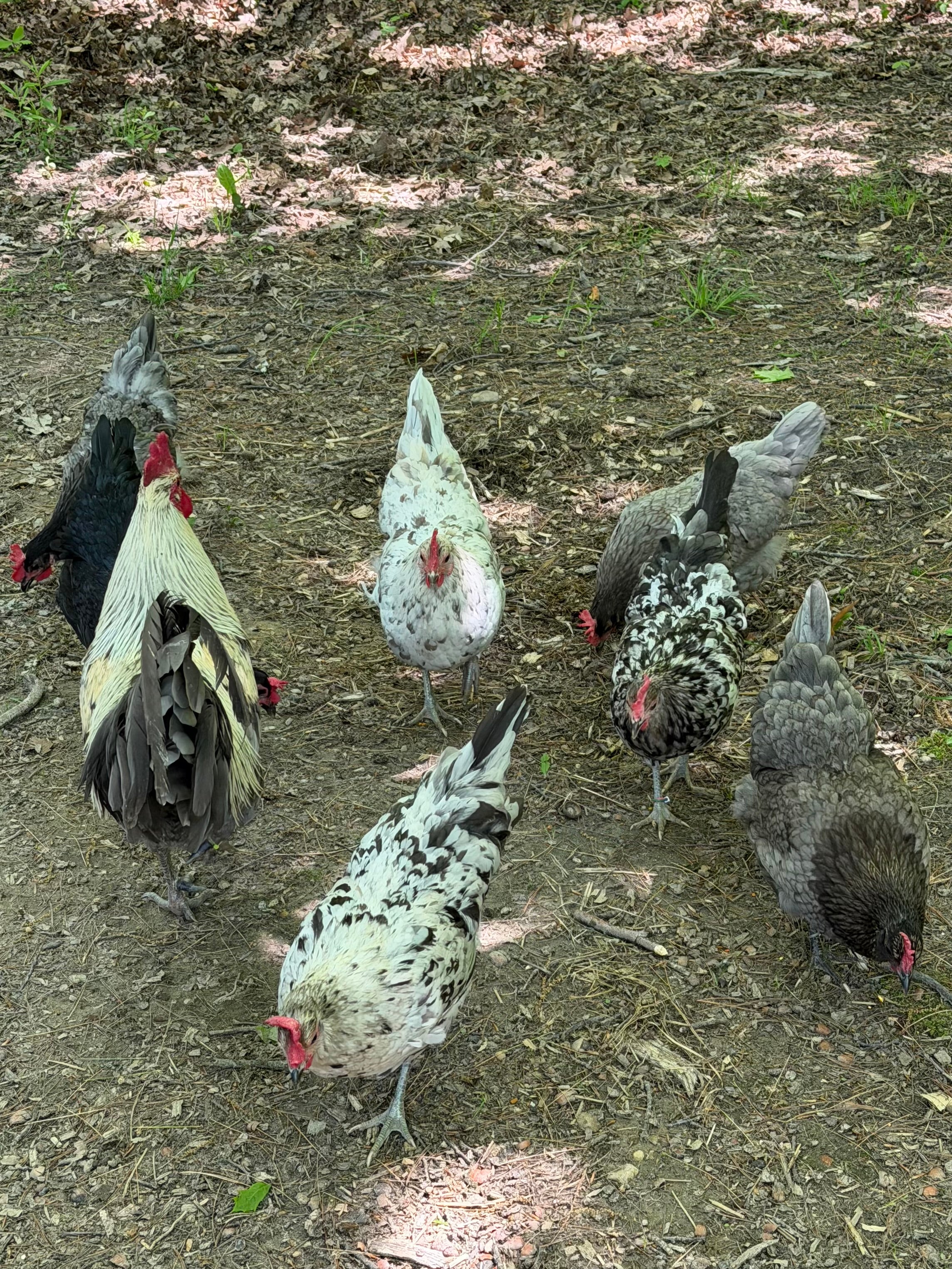 Silverudd’s Blue Hatching Eggs