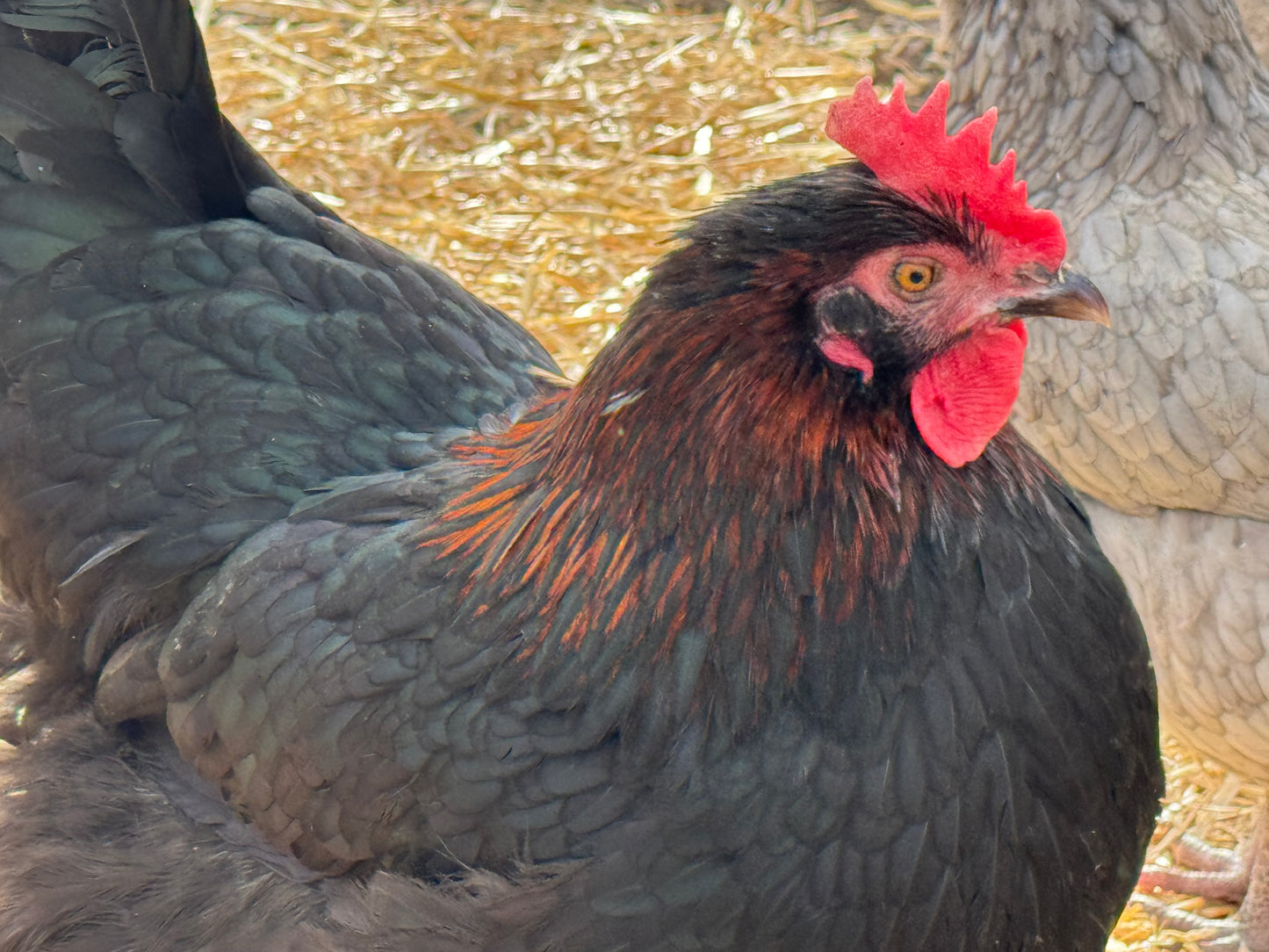 BBS Marans Chicks