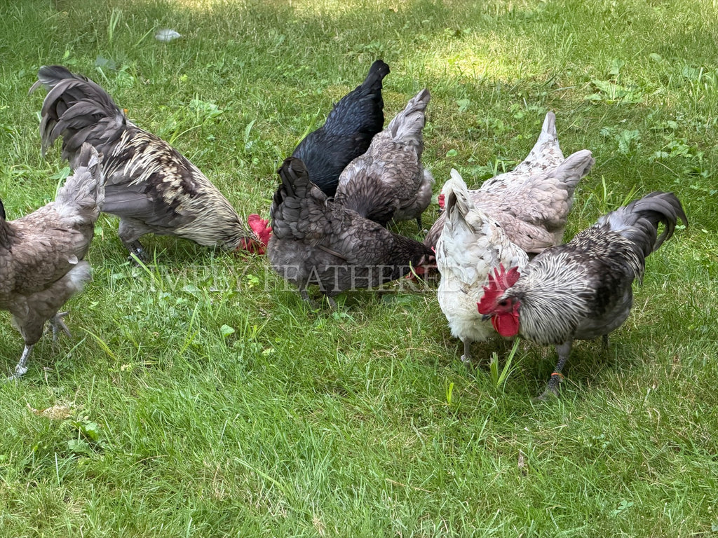 Silverudd’s Blue Chicks