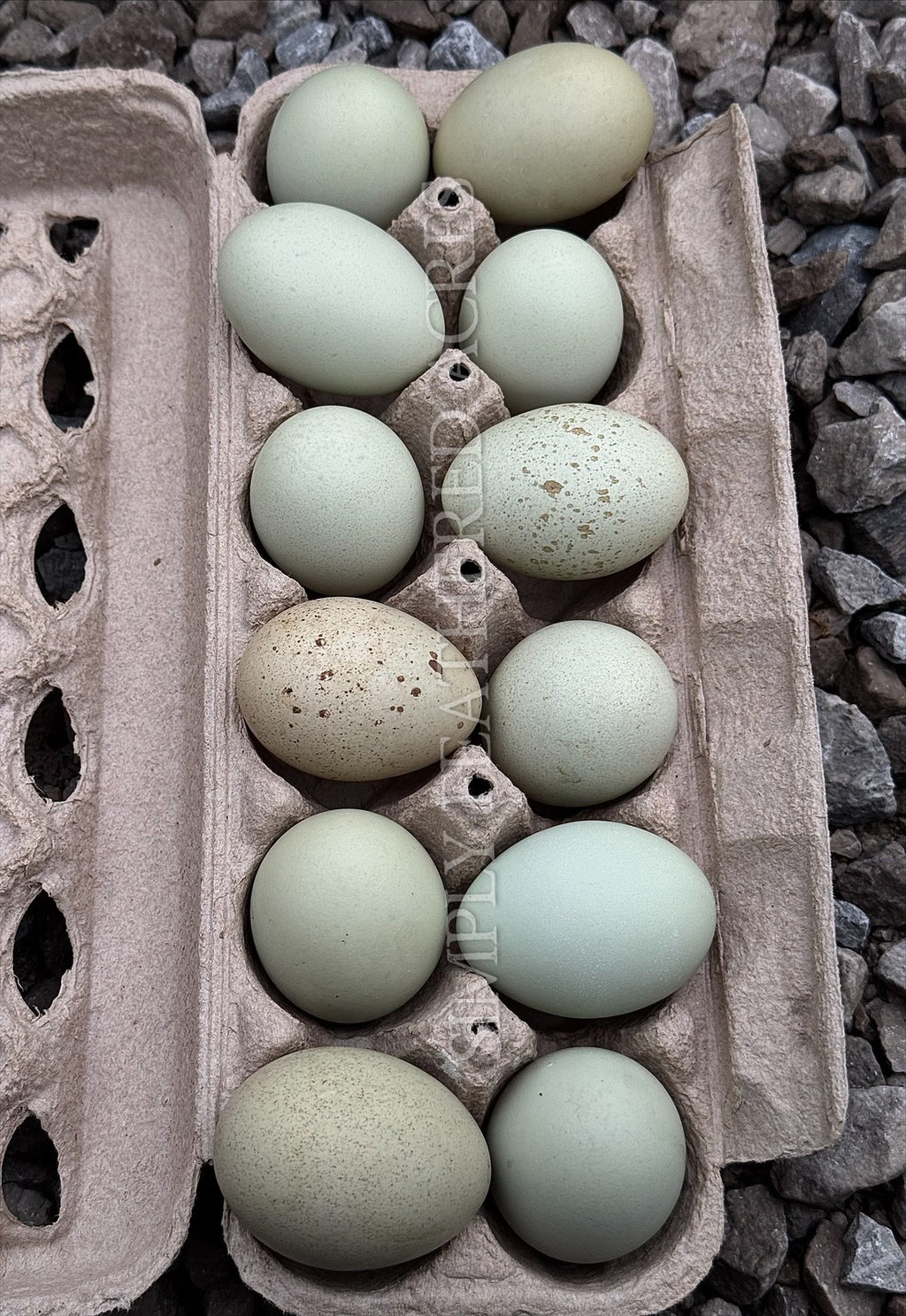 Silverudd’s Blue Hatching Eggs
