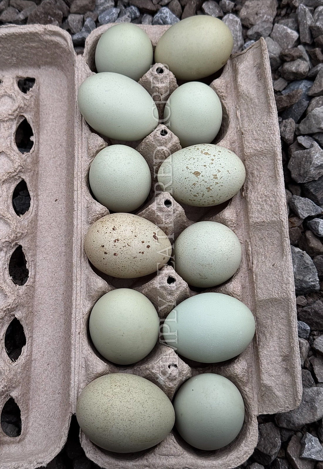 Silverudd’s Blue Hatching Eggs