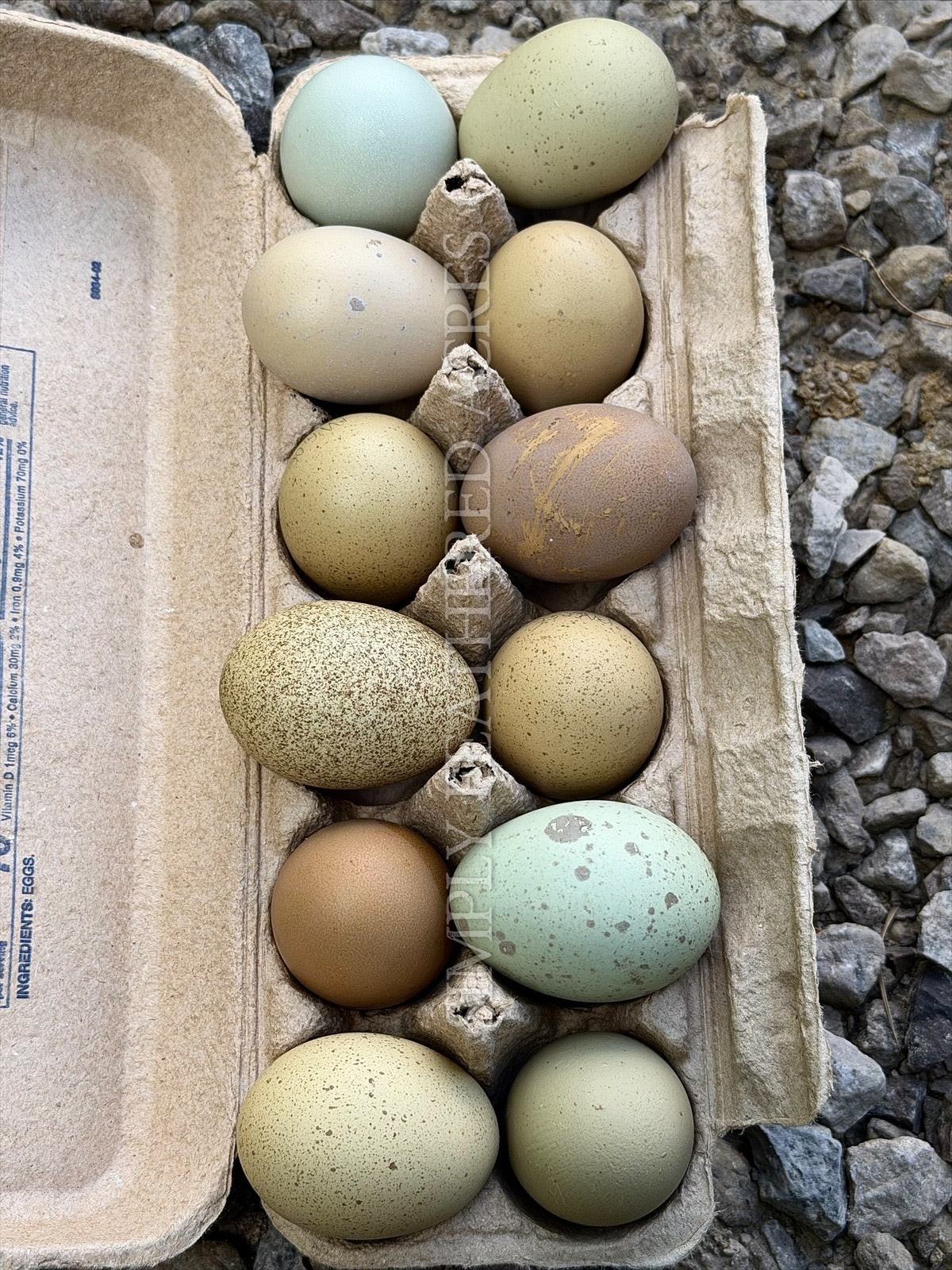 Olive Hatching Eggs