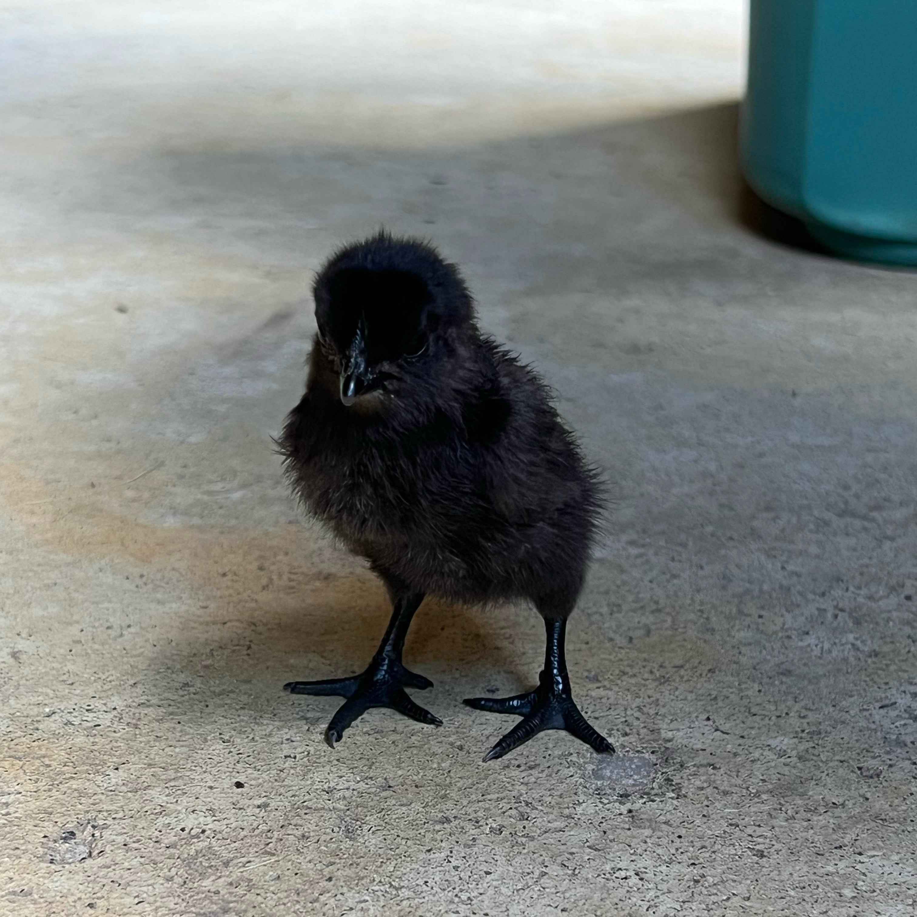 Ayam Cemani Chick