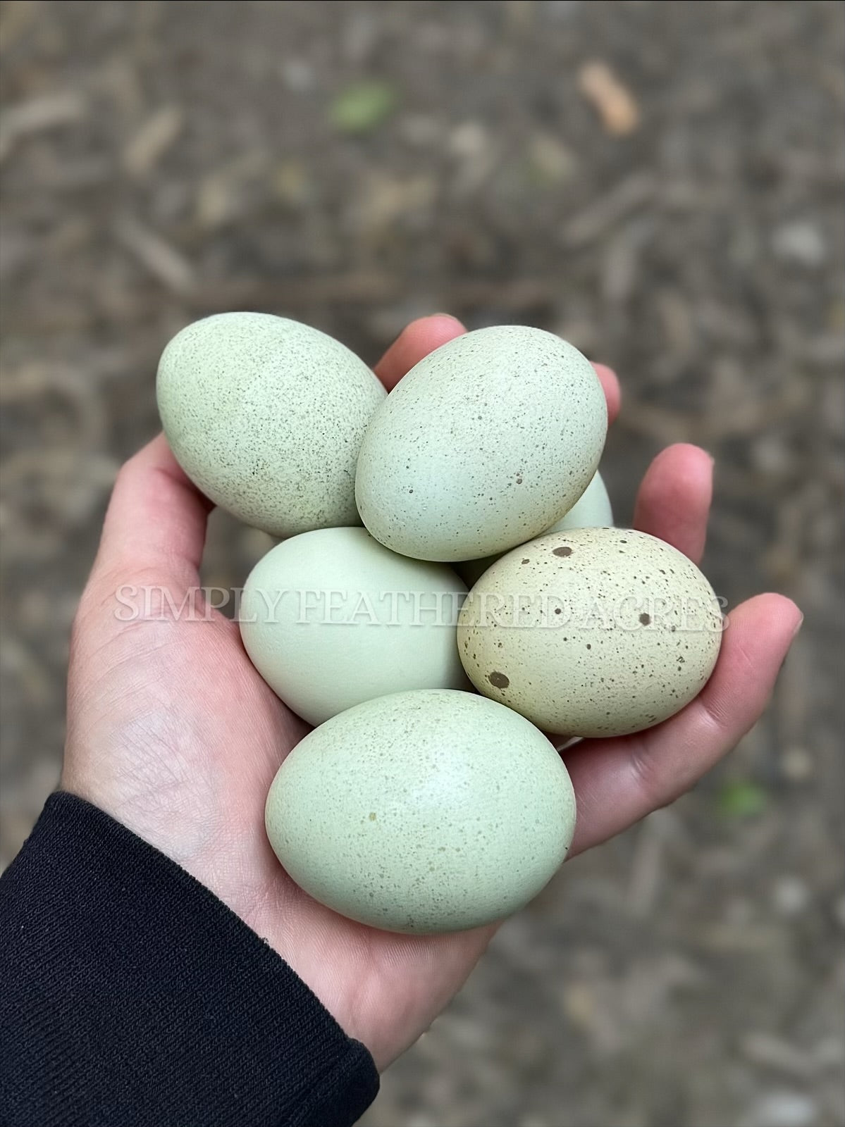 Silverudd’s Blue Hatching Eggs