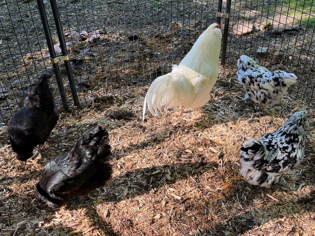 Ermine Ameraucana Chicks