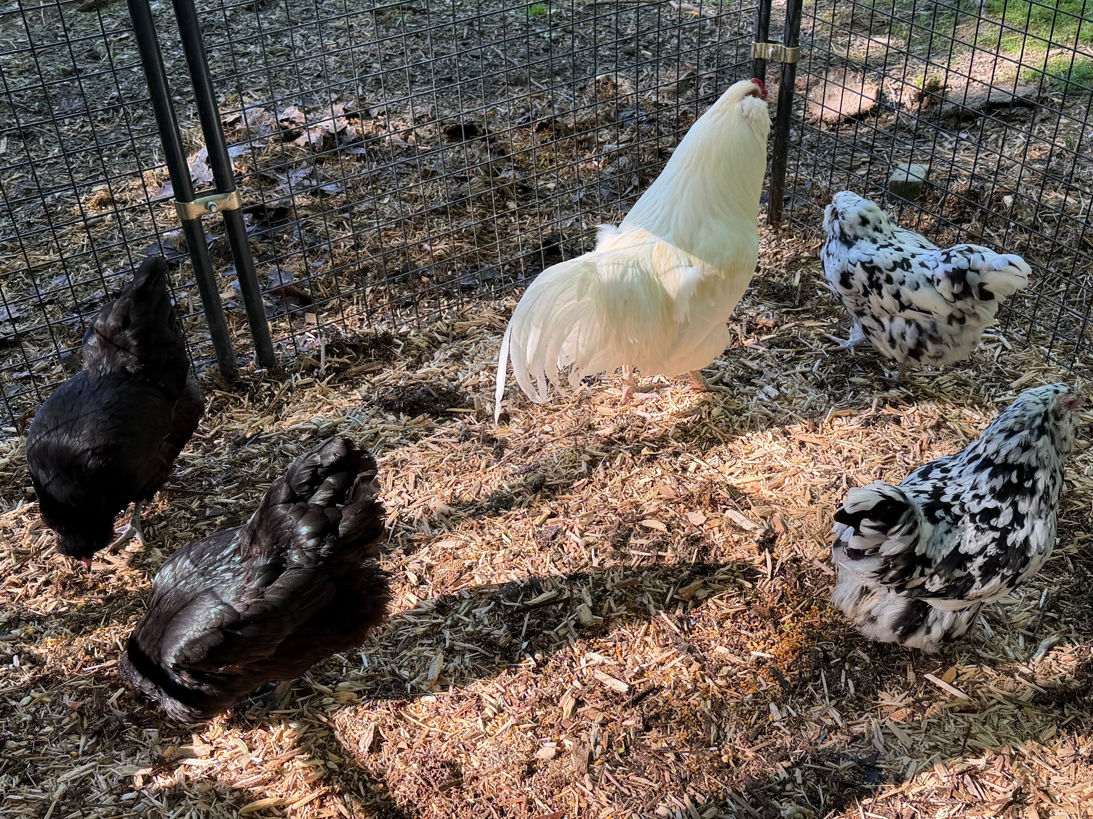 Ermine Ameraucana Chicks