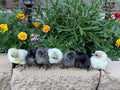 Silverudd’s Blue Chicks