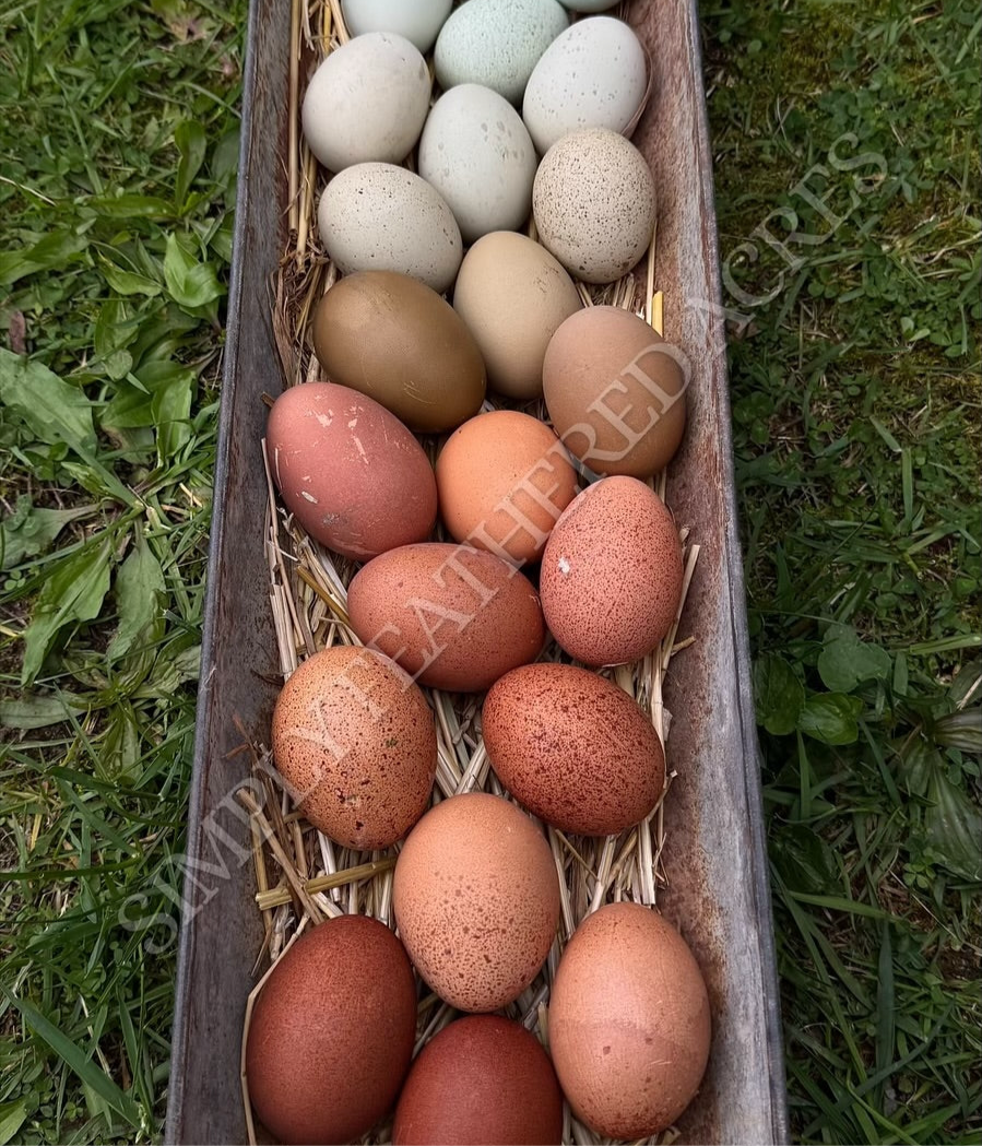 Welsummer Hatching Eggs