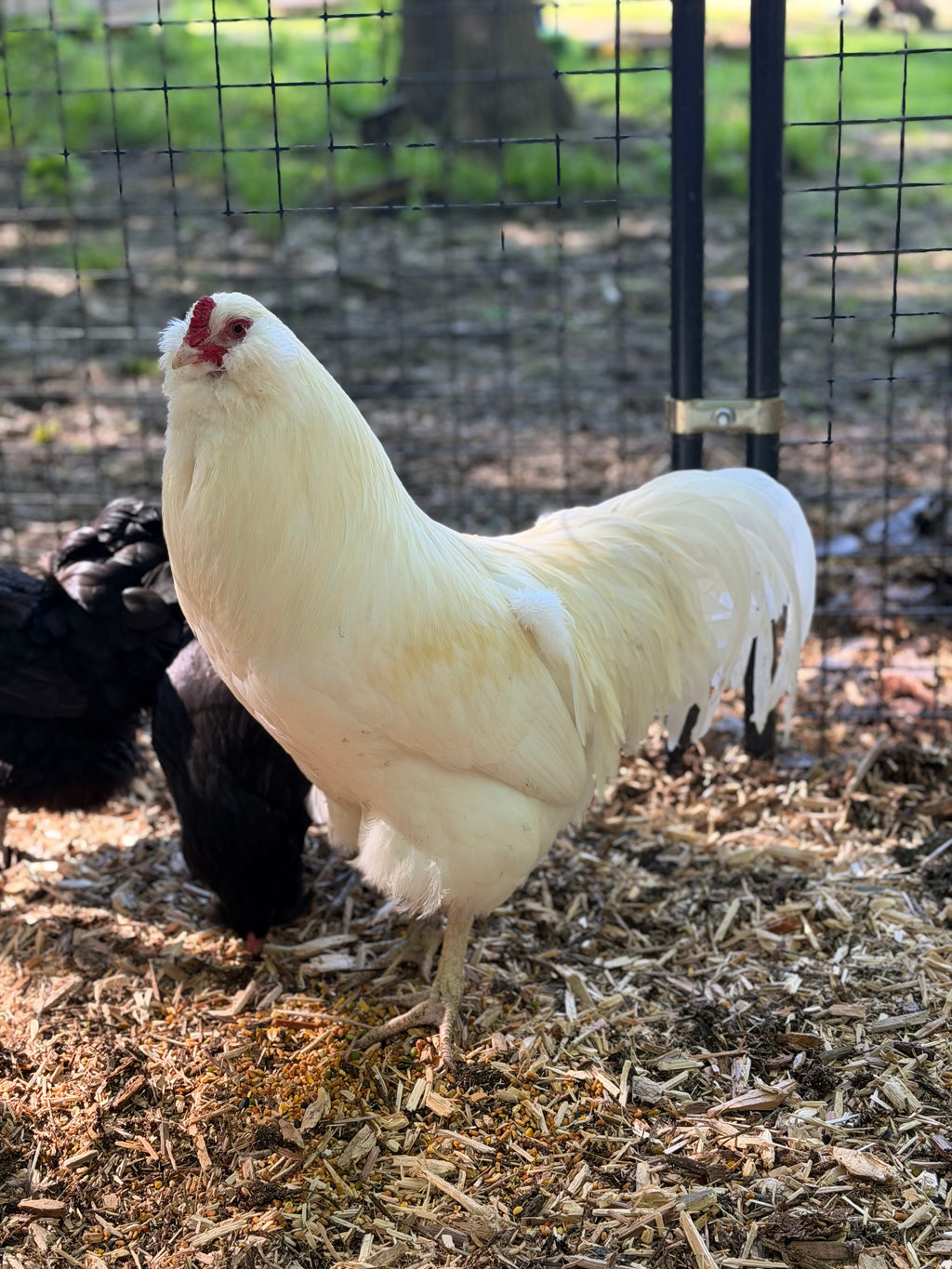 Ermine Ameraucana Chicks