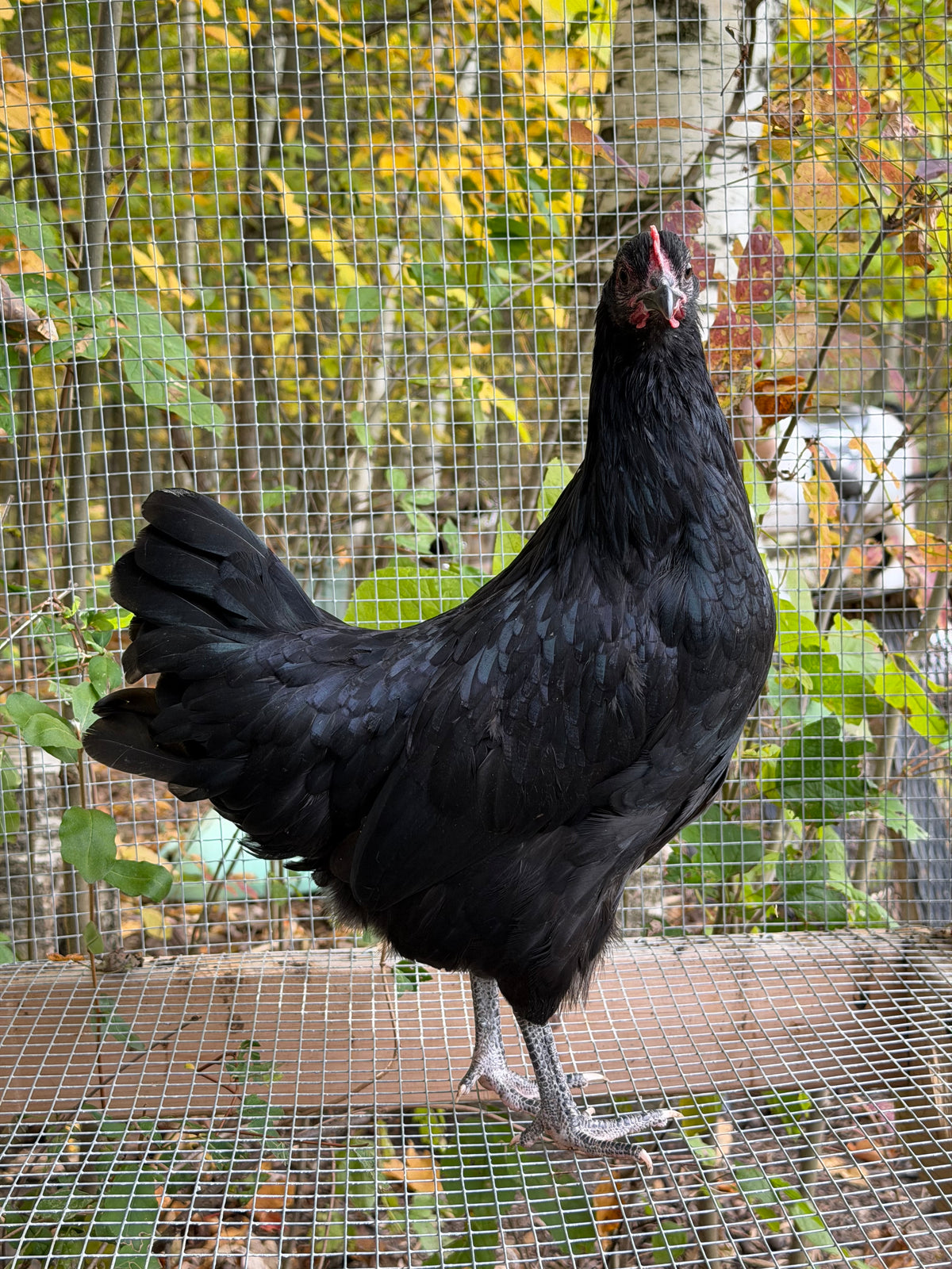 Silverudd’s Blue Pullet (Black-not SOP)