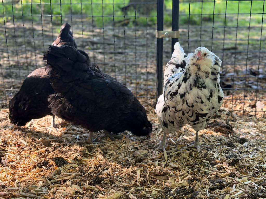 Ermine Ameraucana Chicks