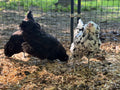 Ermine Ameraucana Chicks