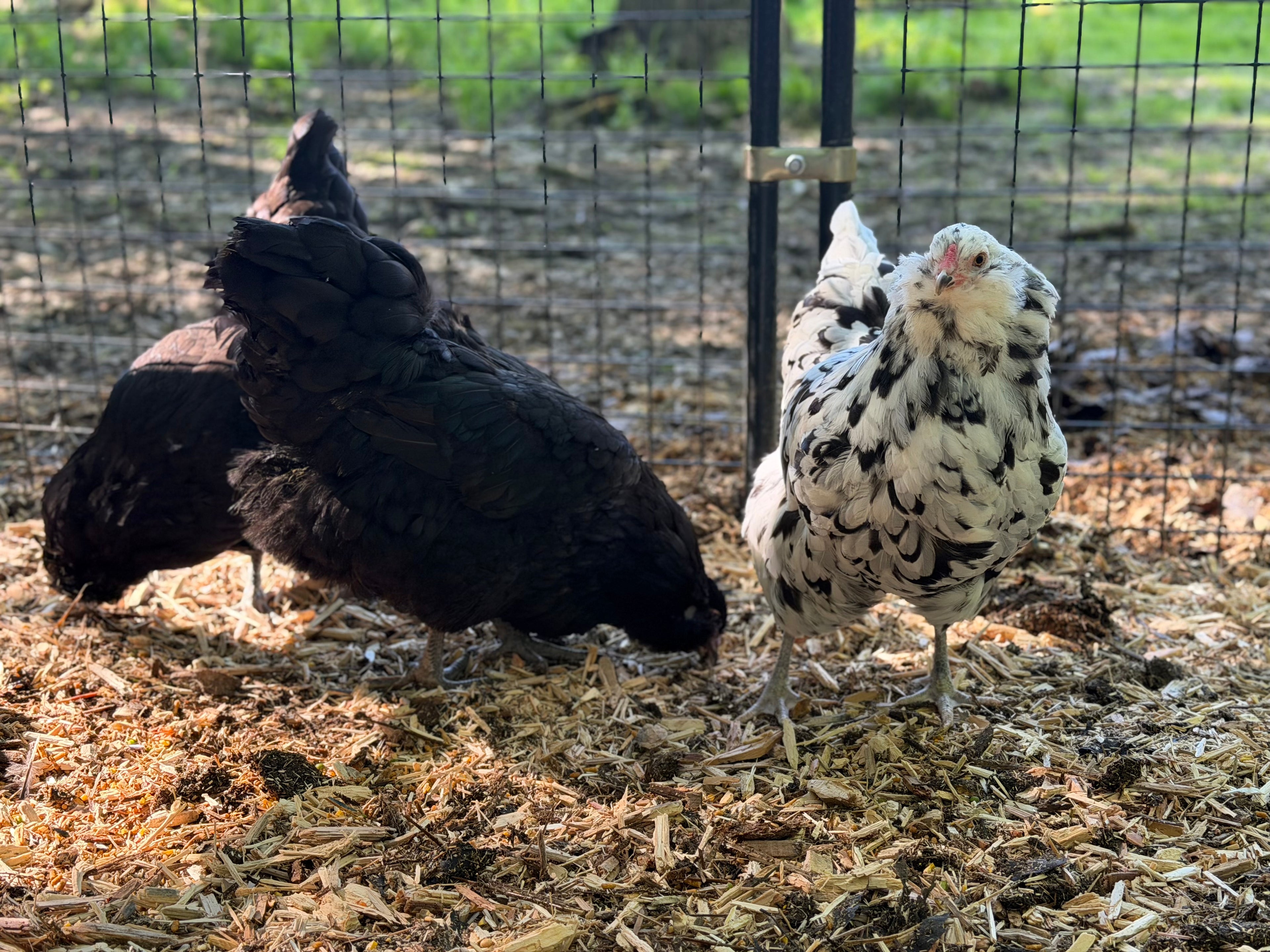 Ermine Ameraucana Chicks