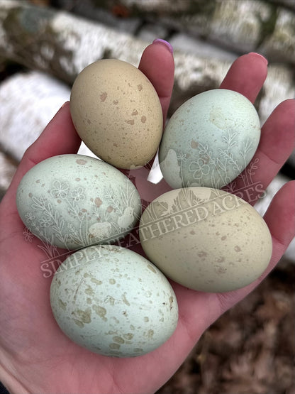 Silverudd’s Blue Chicks