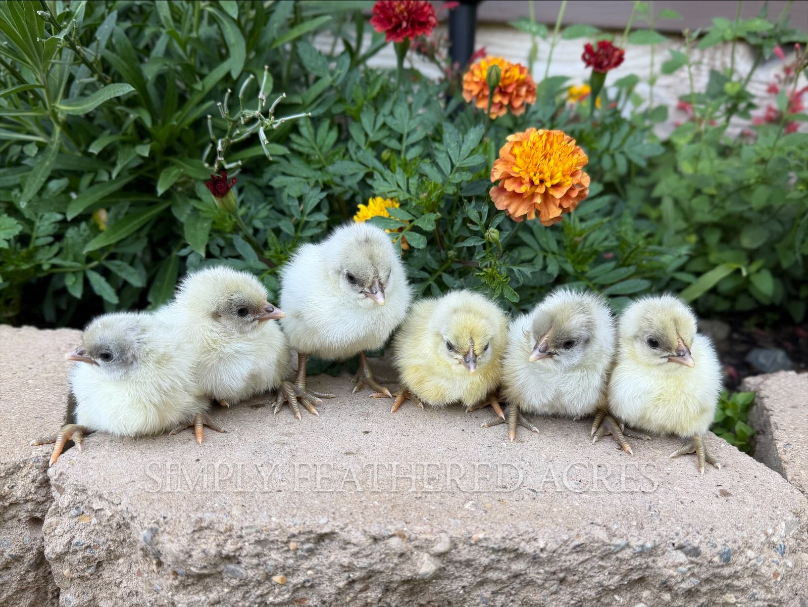 Silverudd’s Blue Chicks