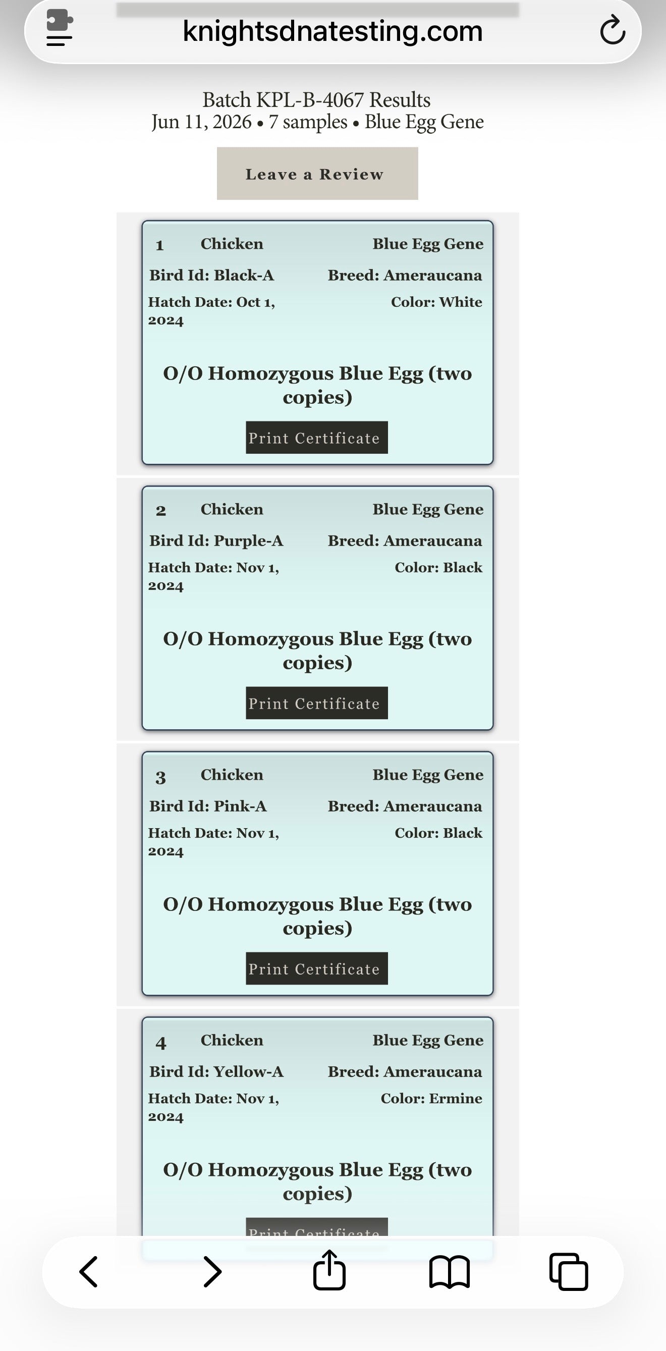 Ermine Ameraucana Hatching Eggs