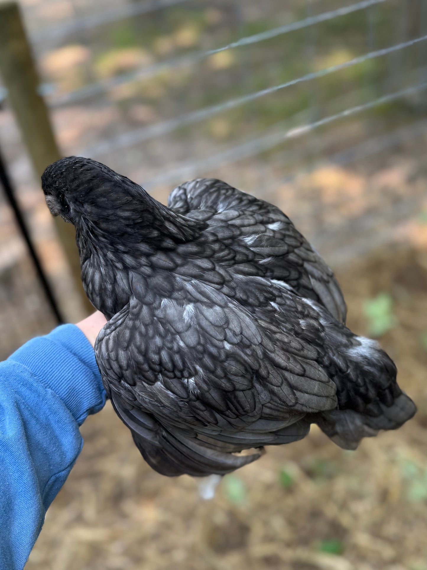 Fibro Egger Hatching Eggs
