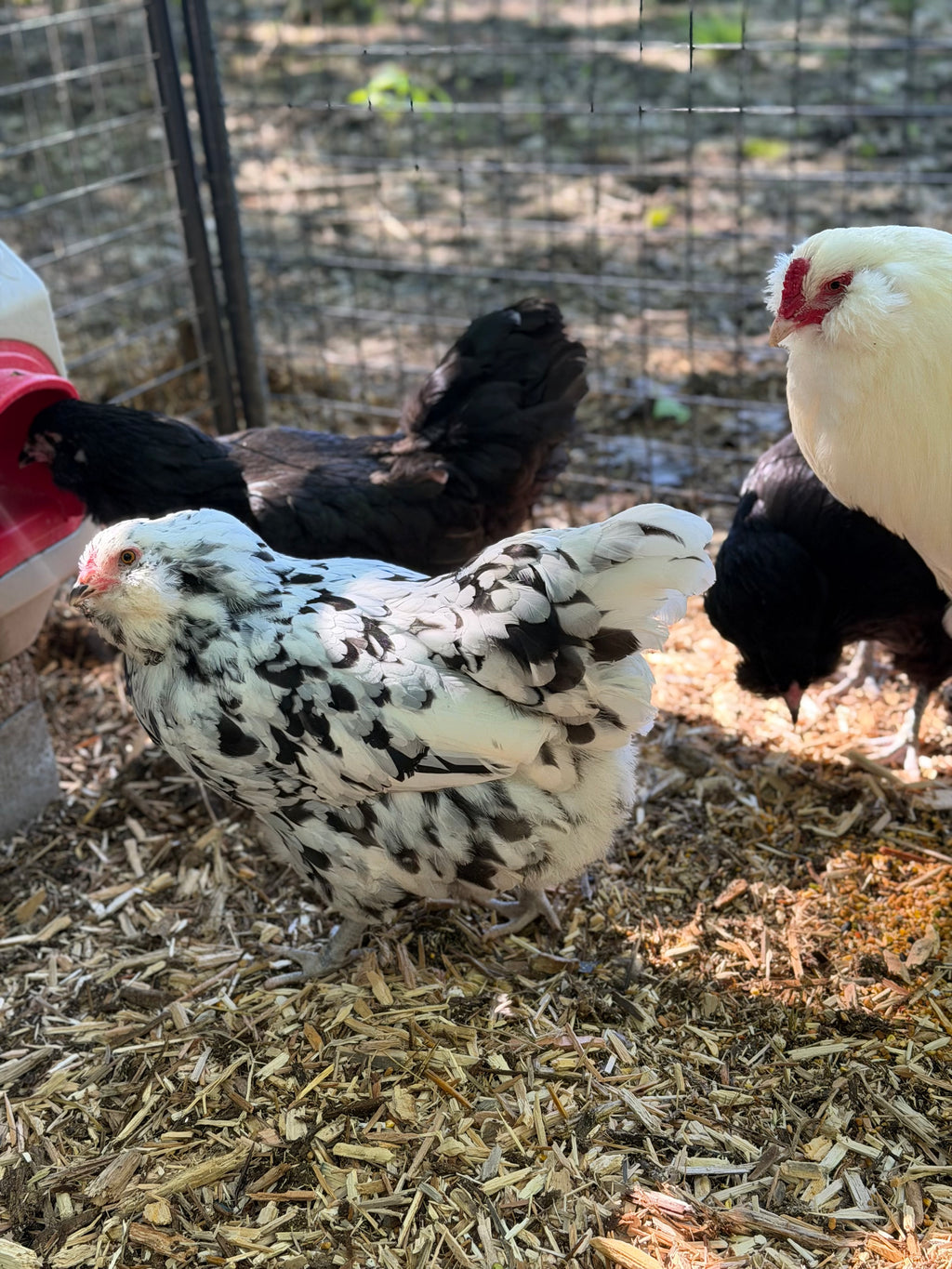 Ermine Ameraucana Chicks