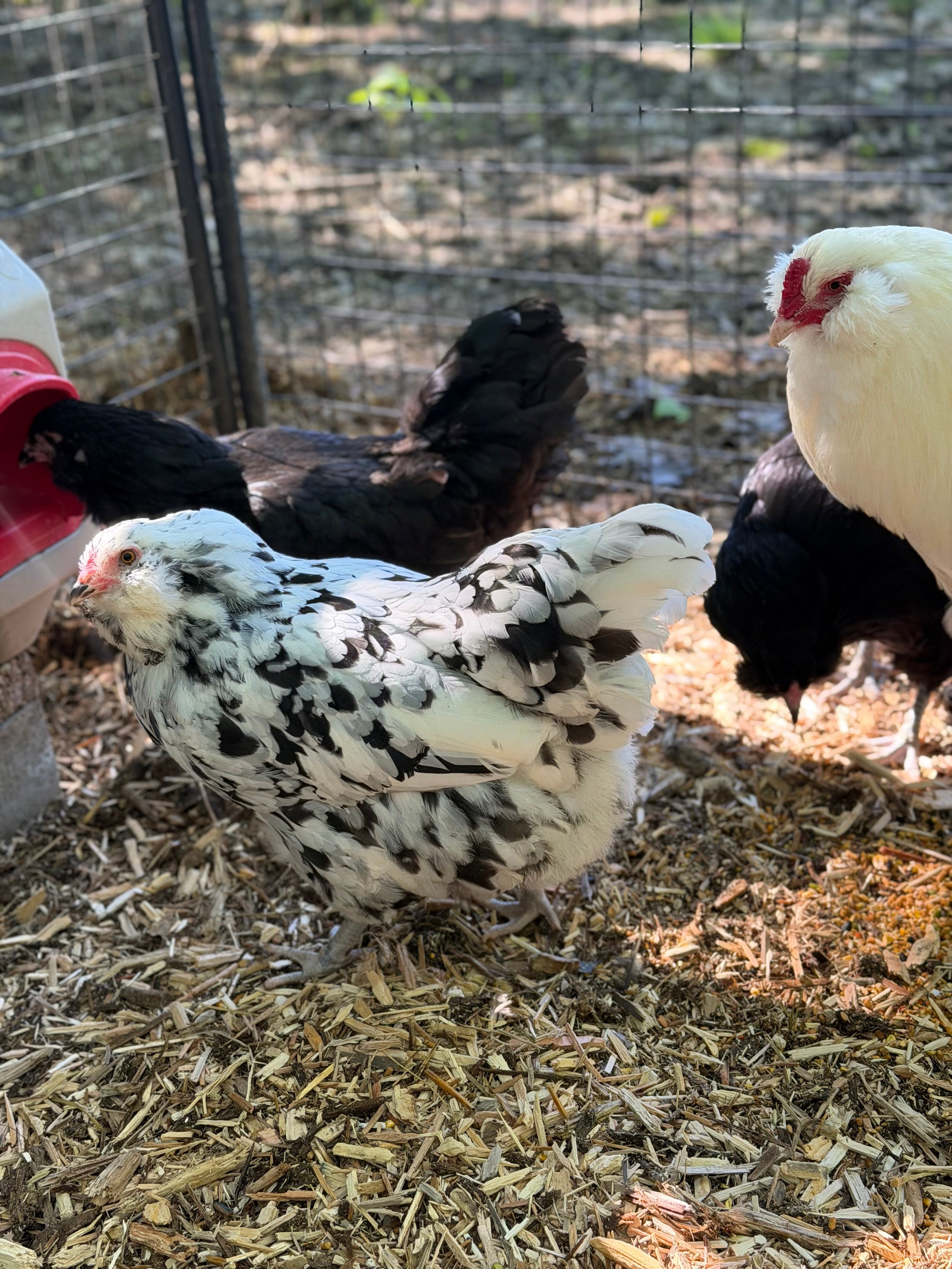 Ermine Ameraucana Chicks