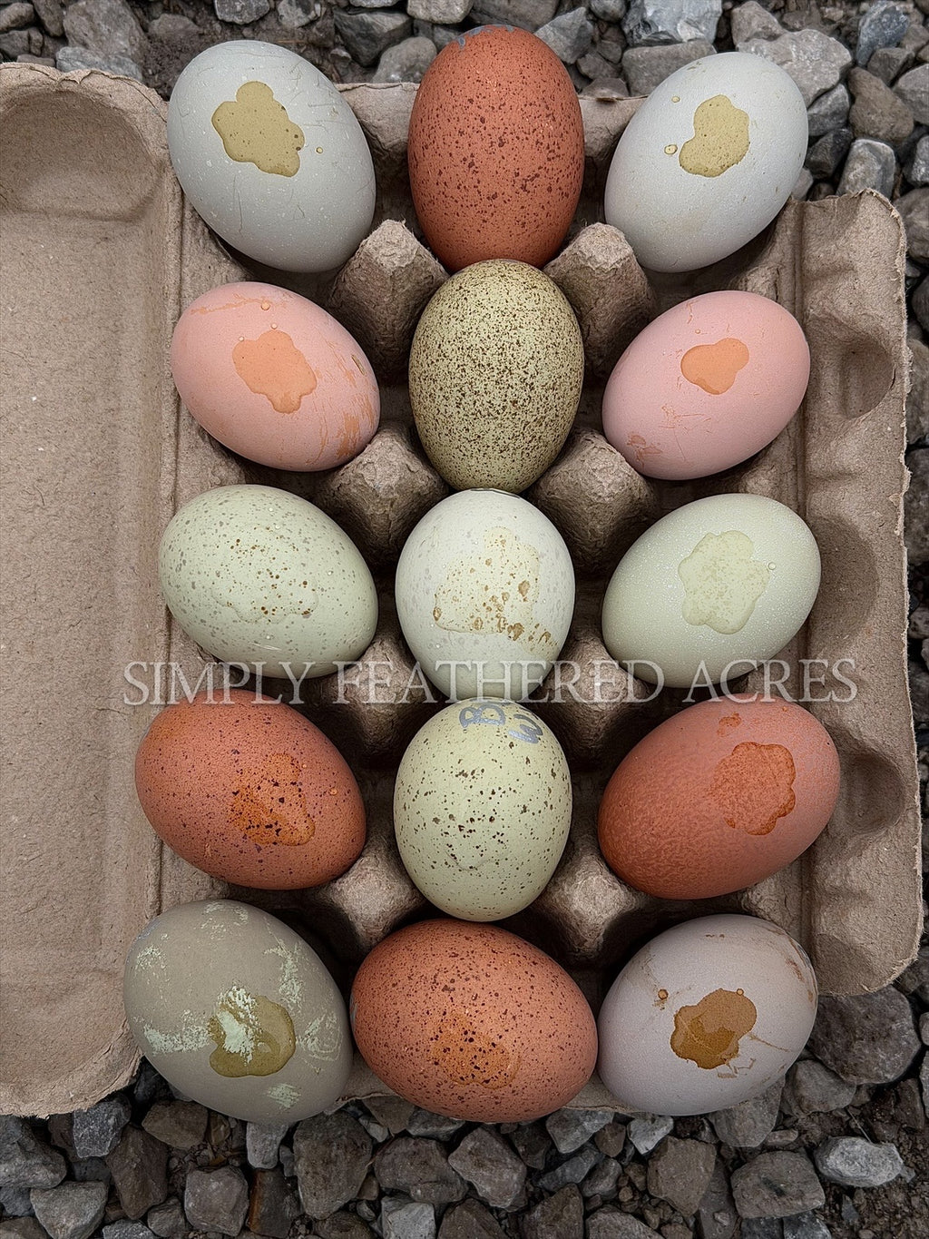 Speckles & Blooms Hatching Eggs