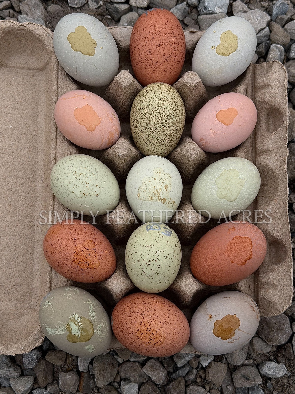 Speckles & Blooms Hatching Eggs