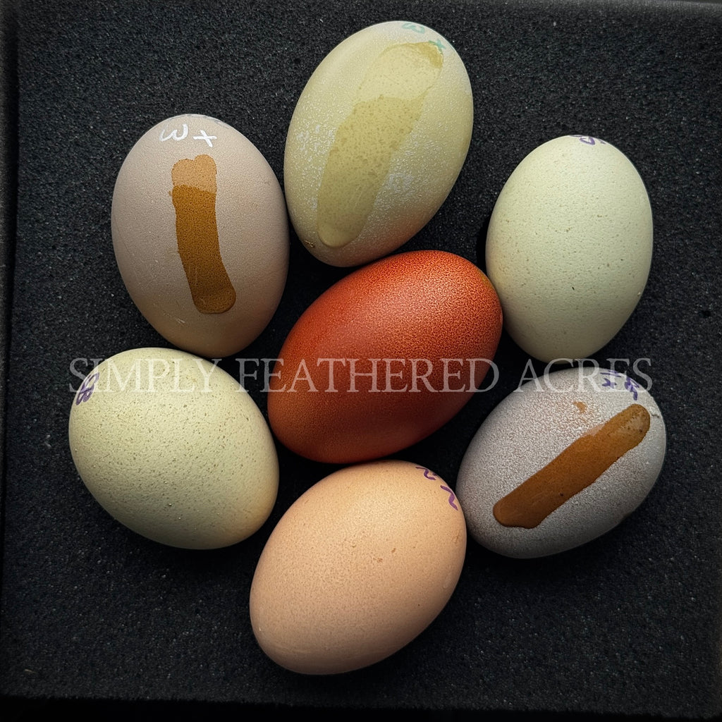 Rainbow Hatching Eggs