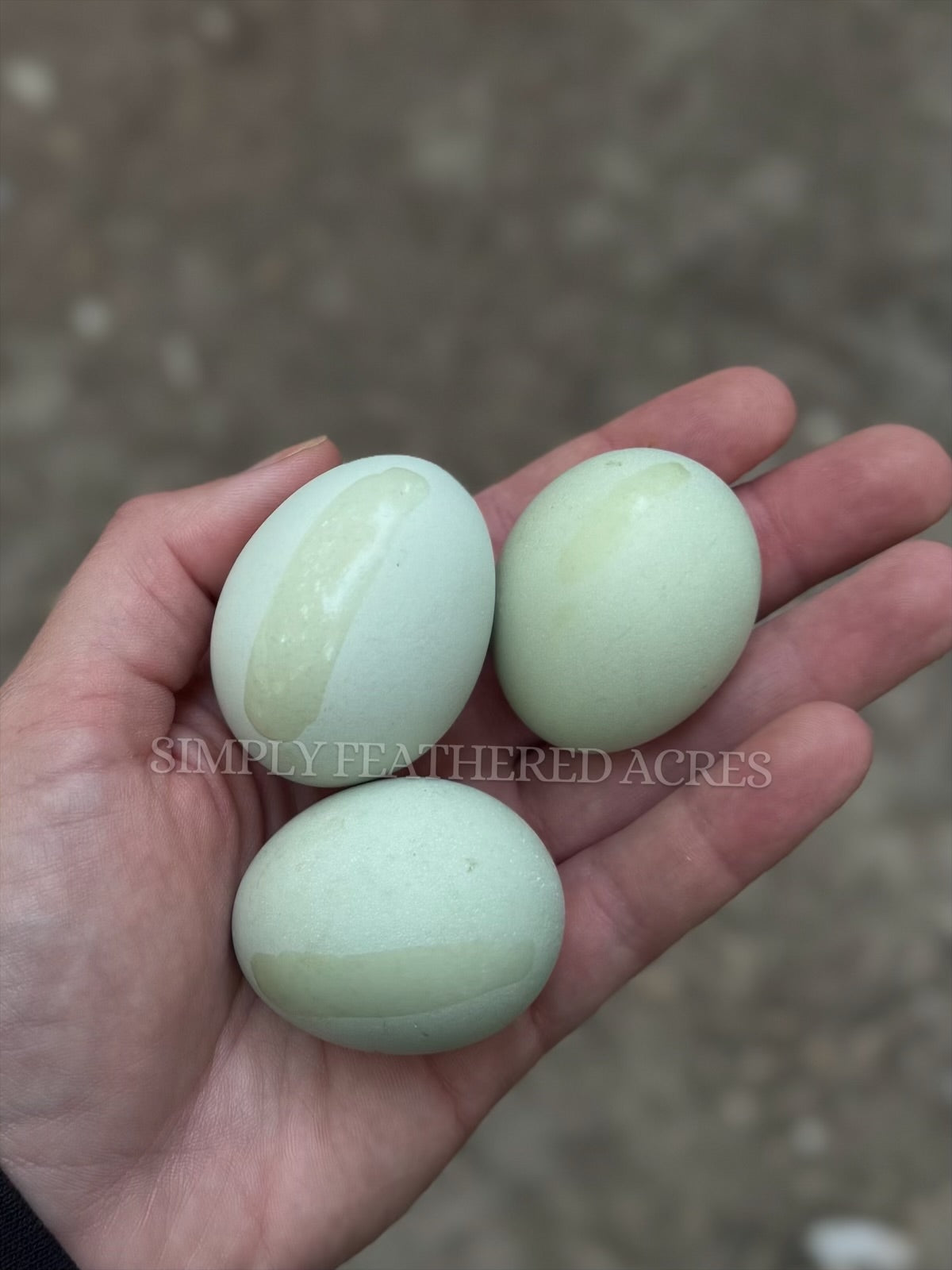 Fibro Egger Hatching Eggs