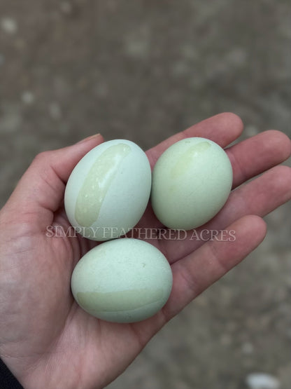 Fibro Egger Hatching Eggs
