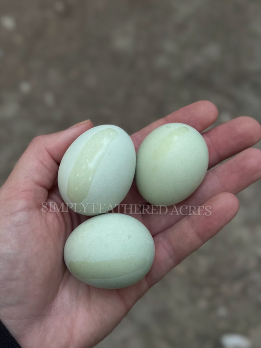 Fibro Egger Hatching Eggs