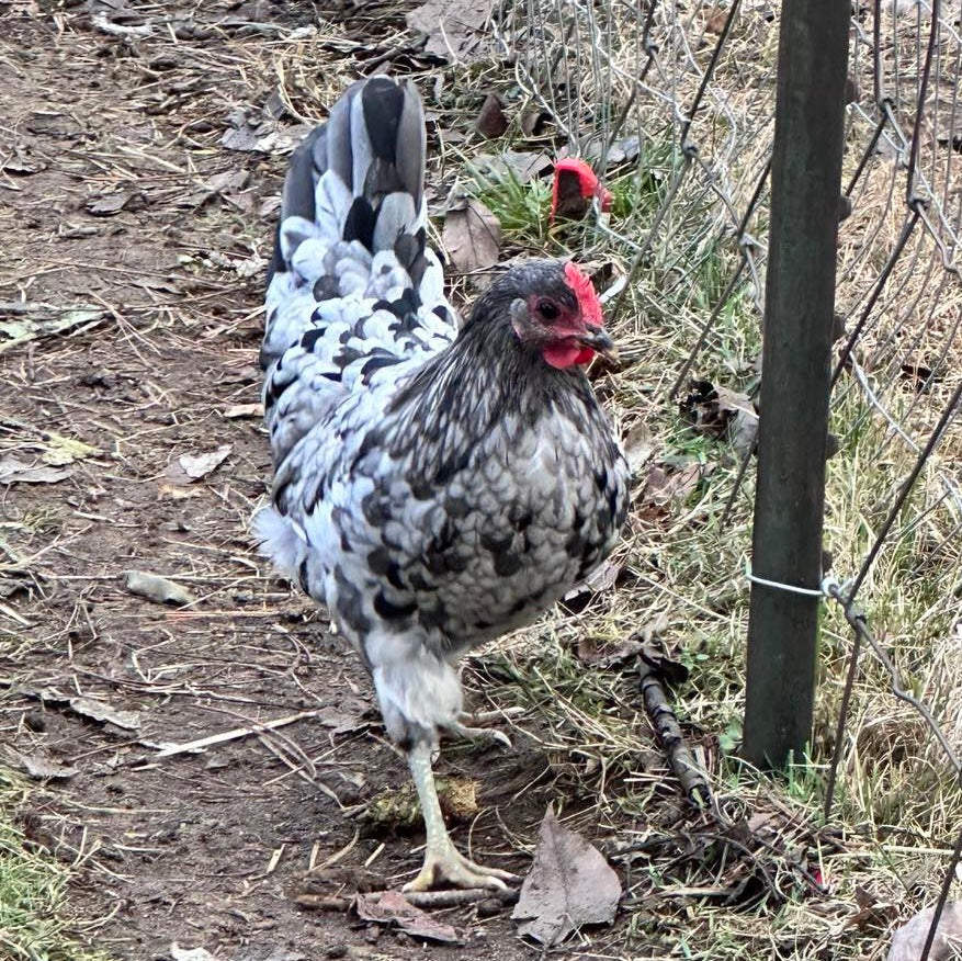 Silverudds Blue Hatching Eggs