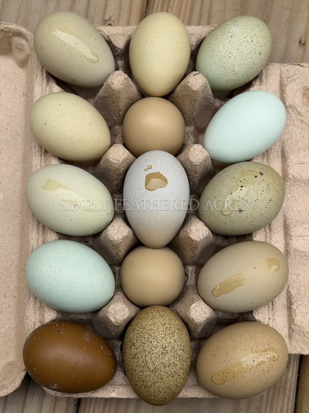 Olive Hatching Eggs
