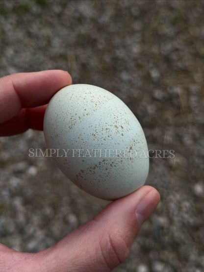 Silverudd’s Blue Hatching Eggs