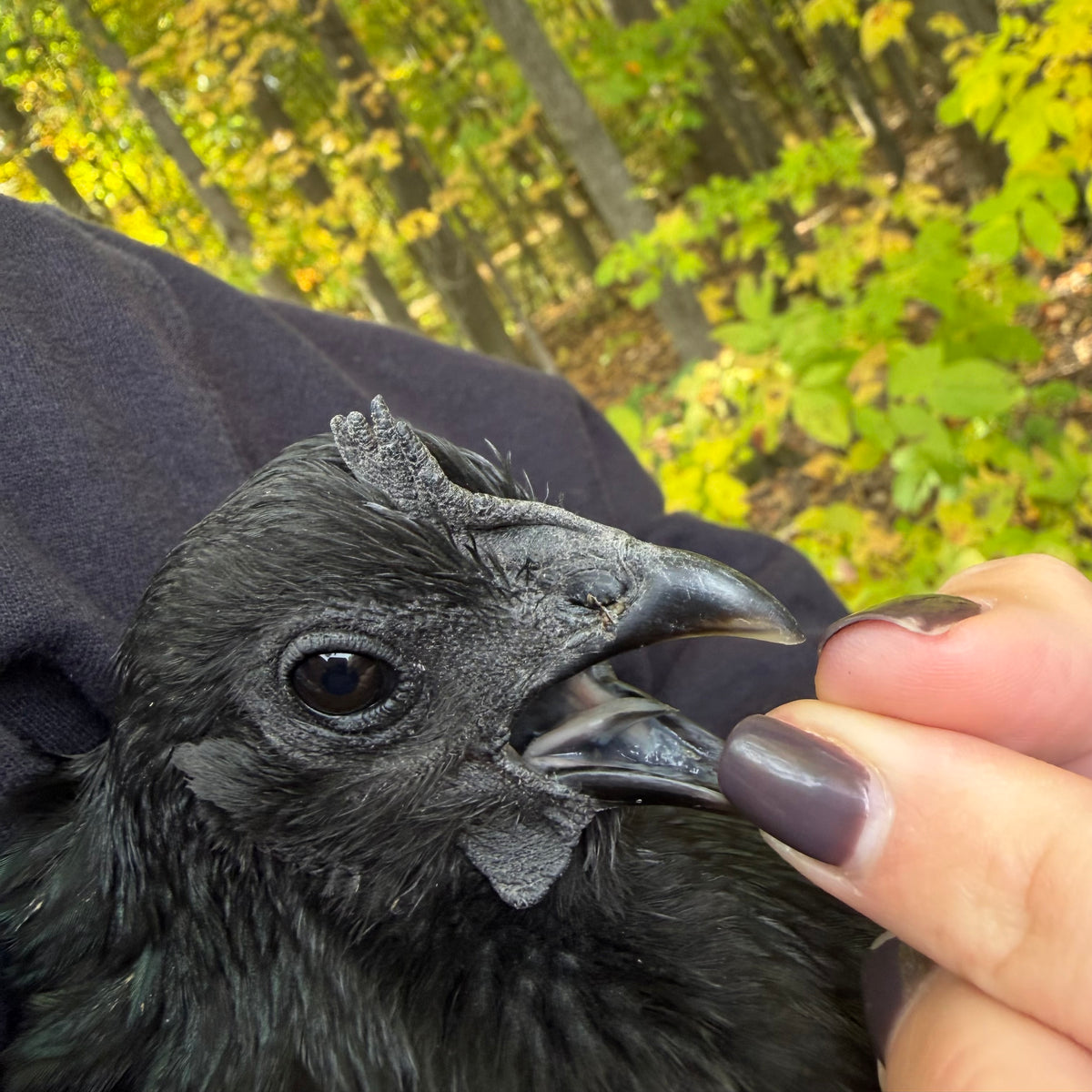Ayam Cemani Pullet