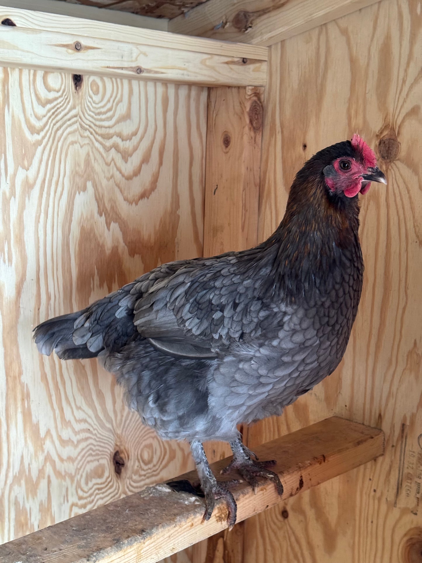 BBS Marans Chicks