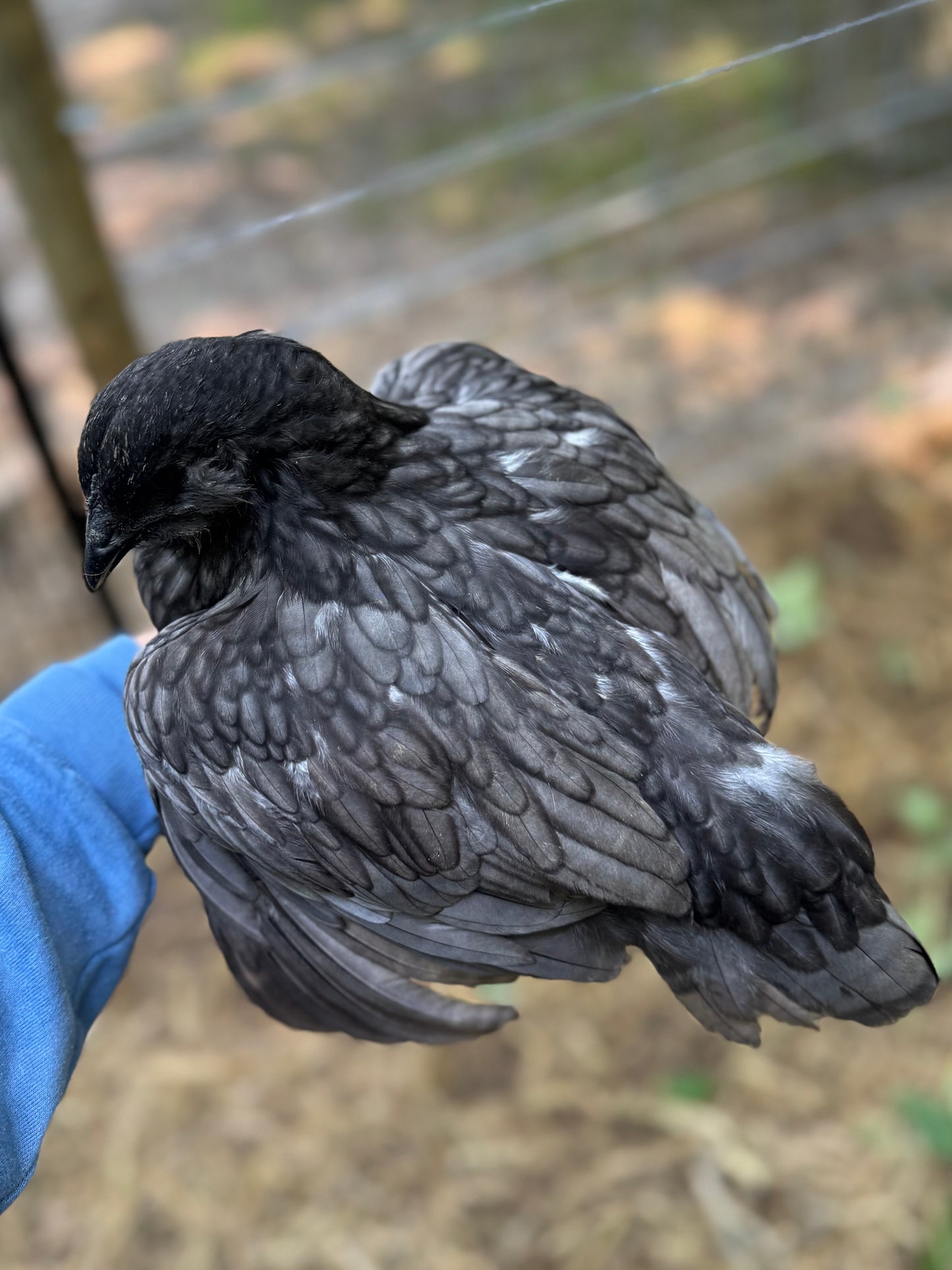 Fibro Egger Hatching Eggs